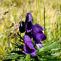 Other Images 