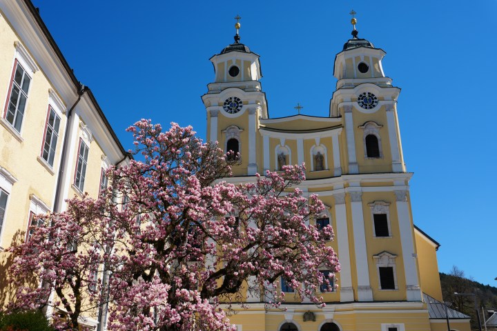 Yellow baroque church with twin towers and pink flowering tree under clear blue sky.