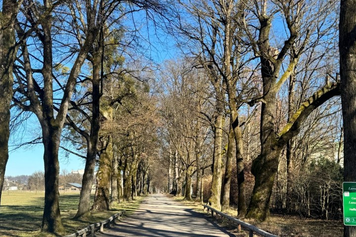a large green tree in a forest