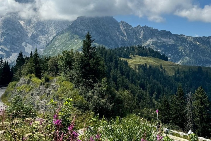 a tree with a mountain in the background