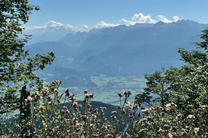 a group of people standing next to a tree