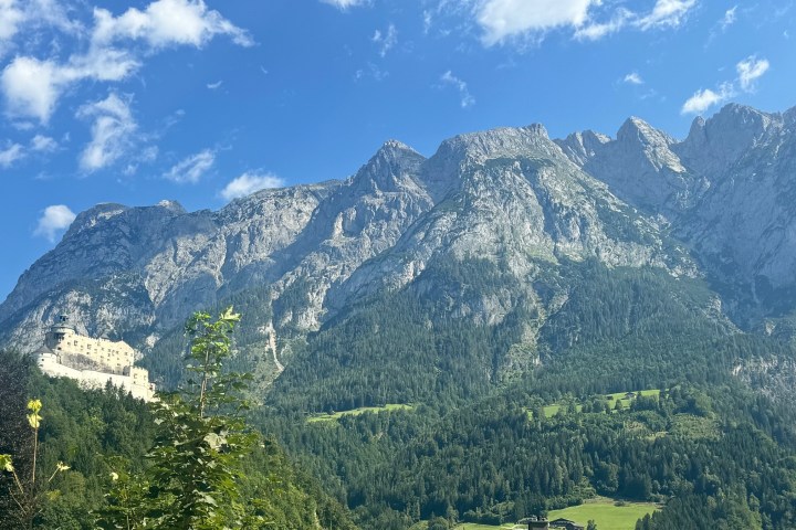 a tree with a mountain in the background