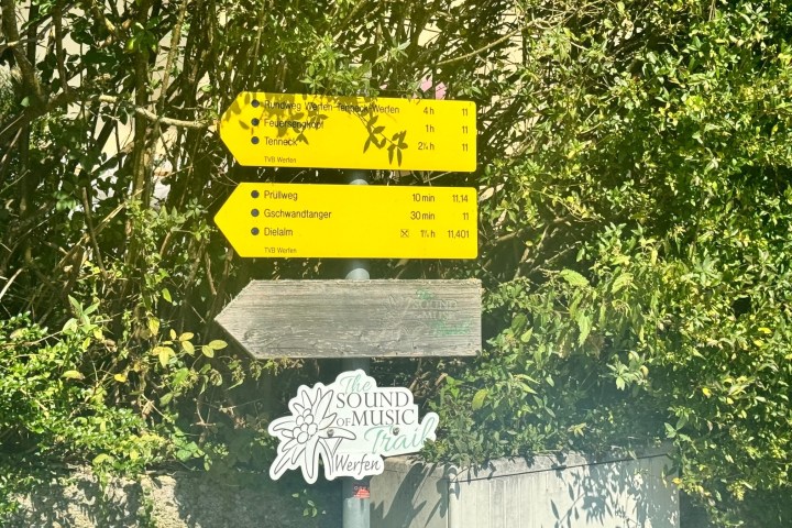 a close up of a tree