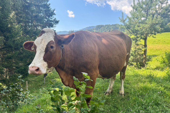 a brown cow standing on top of a lush green field