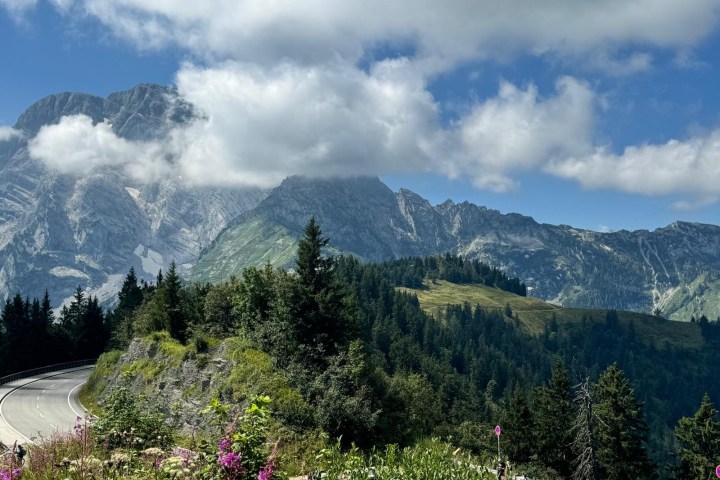 a tree with a mountain in the background