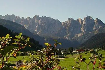 a tree with a mountain in the background